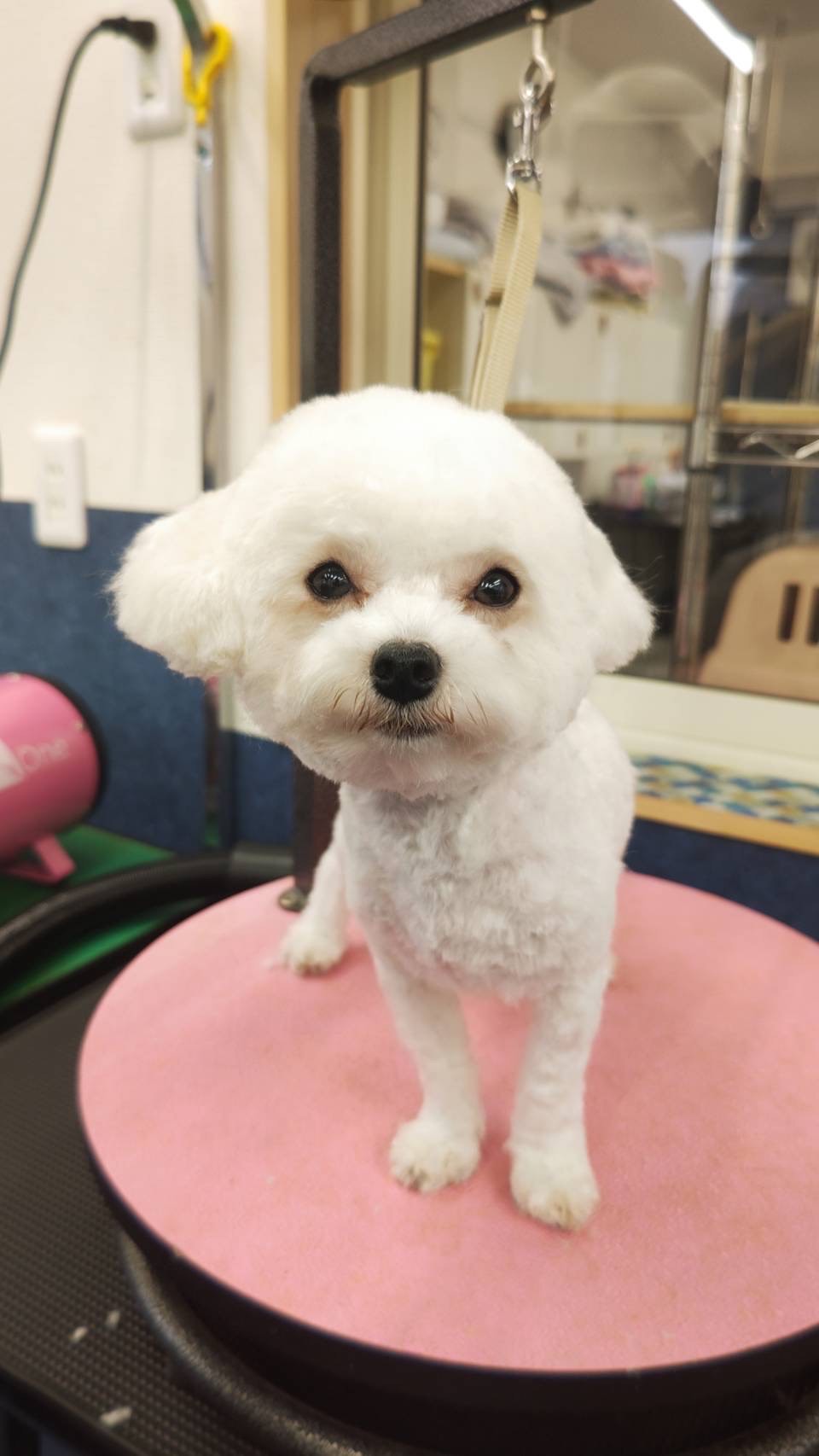 新着！交配犬、ビションフリーゼ雄います！