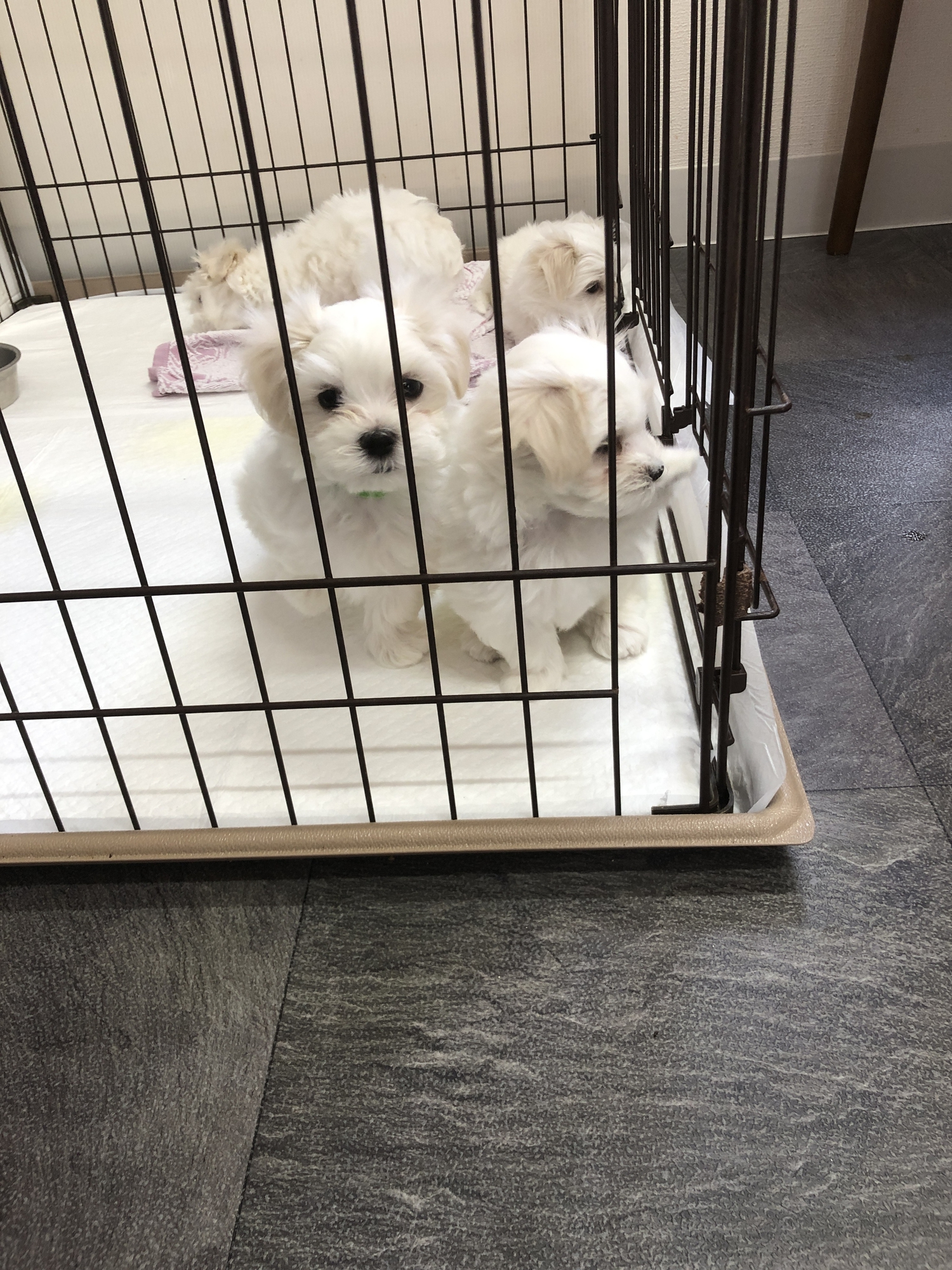 マルチーズ仔犬産まれてます！６月８日生まれです！