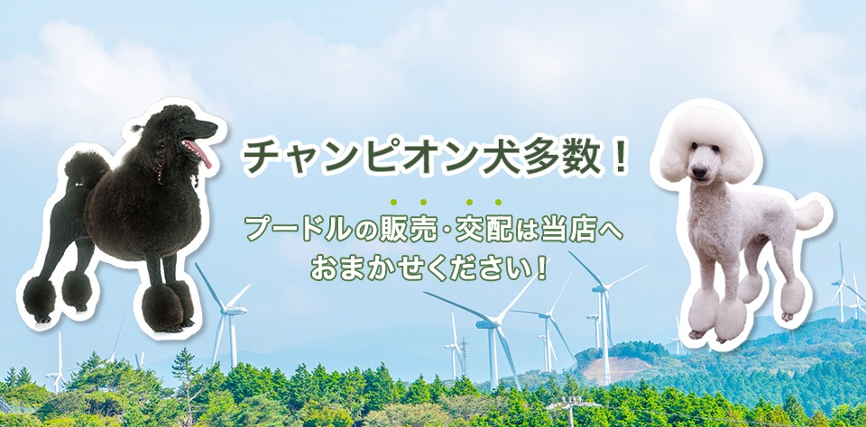 プードルなどペットのことなら三重県津市にある【わんわん美容モール】